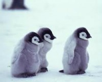 /album/losmejoresvideos-webnode-net/pinguinos-bebes-jpg/